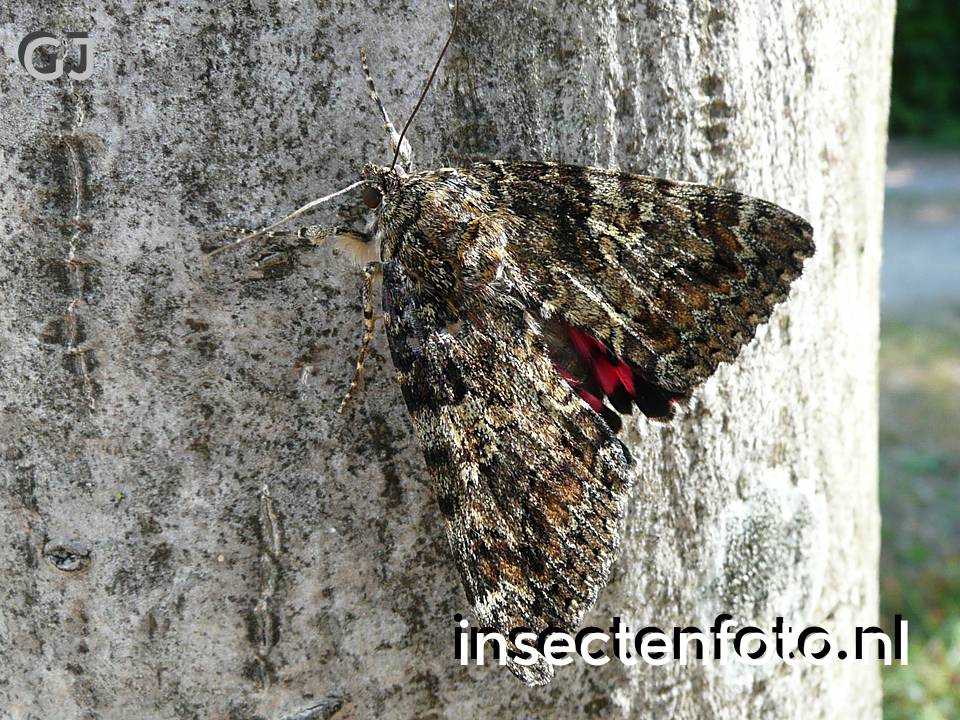 vlinder (2136*1602)
